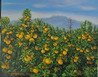 한라산 아래 귤밭.